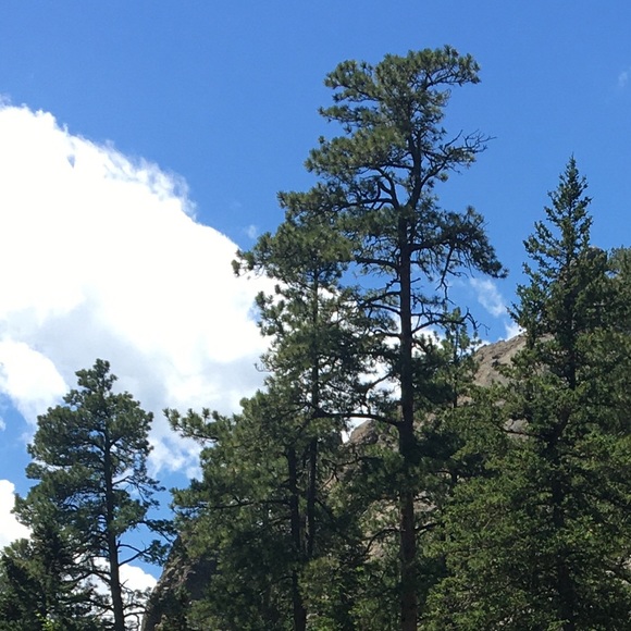 ☕️🌲 PerkyPine ☕️ 🌲 - Picture 1 of 1